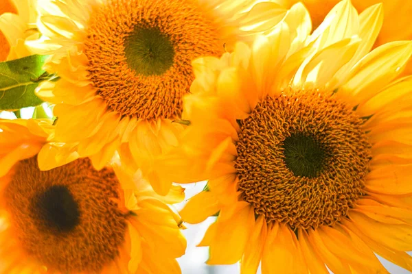 Sonnenblume Nahaufnahme Auf Weißem Hintergrund — Stockfoto