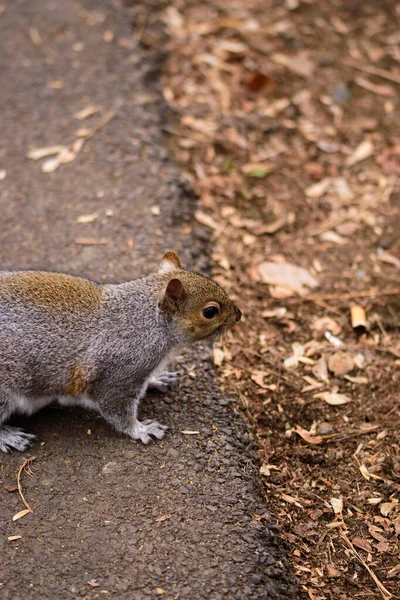 Squirrel Ground — Stock Photo, Image