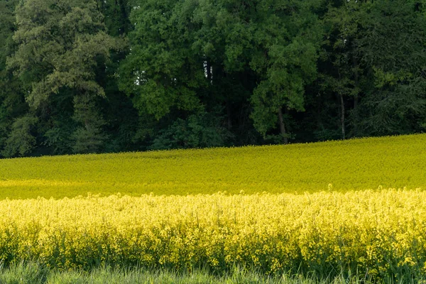 Красивий Пейзаж Полем Жовтих Квітів — стокове фото