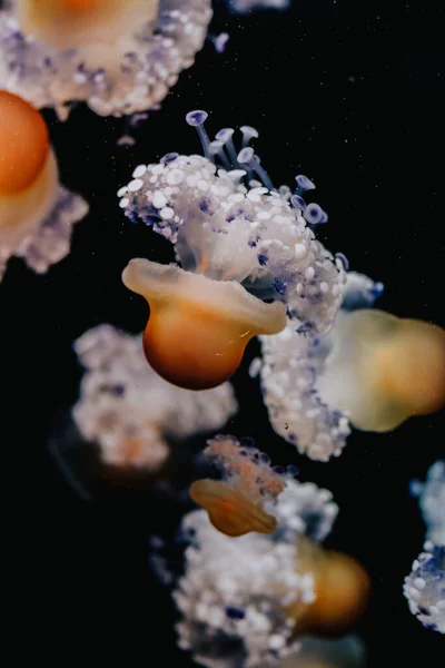 Hermosas Medusas Mar — Foto de Stock