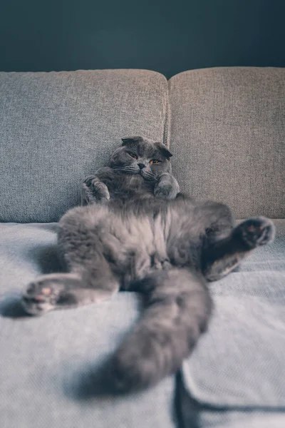 Lindo Gato Acostado Sofá — Foto de Stock