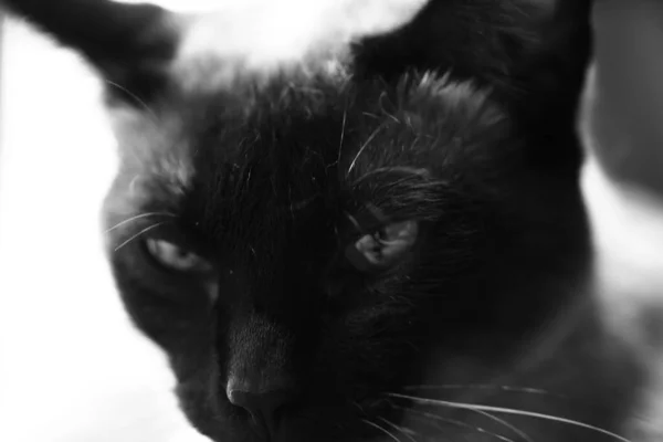 Büyük Gözlü Siyah Beyaz Kedi — Stok fotoğraf