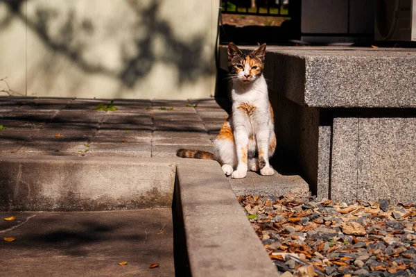 Katze Sitzt Auf Der Straße — Stockfoto