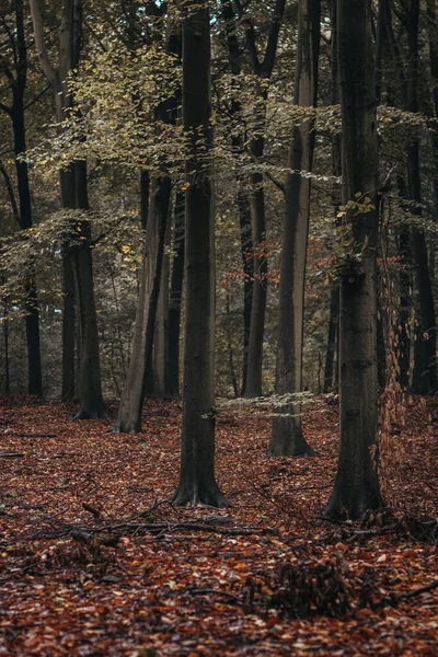 Forêt Automne Avec Arbres Feuilles — Photo