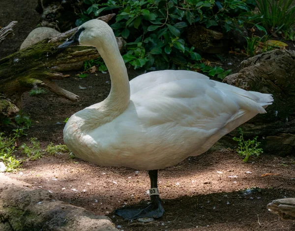 Labuť Bílá Jezeře — Stock fotografie