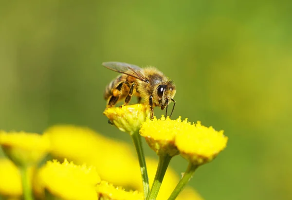 Közelkép Egy Méh Gyűjtése Nektár Sárga Virág — Stock Fotó