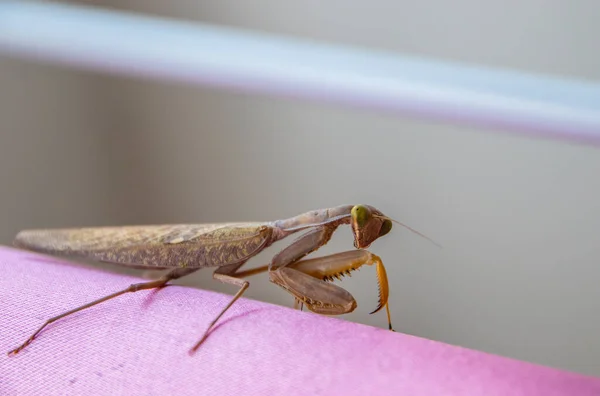 Close Grasshopper — Stock Photo, Image