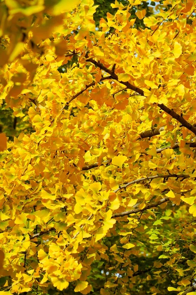 Foglie Gialle Nella Stagione Autunnale Bel Fogliame Colorato Sfondo Naturale — Foto Stock