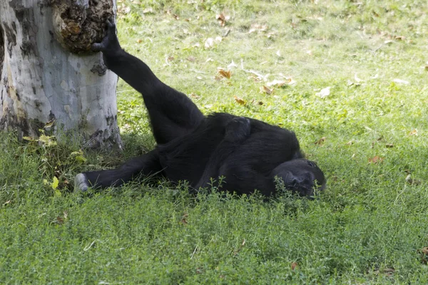 Retrato Blanco Negro León Macho Adulto Joven — Foto de Stock