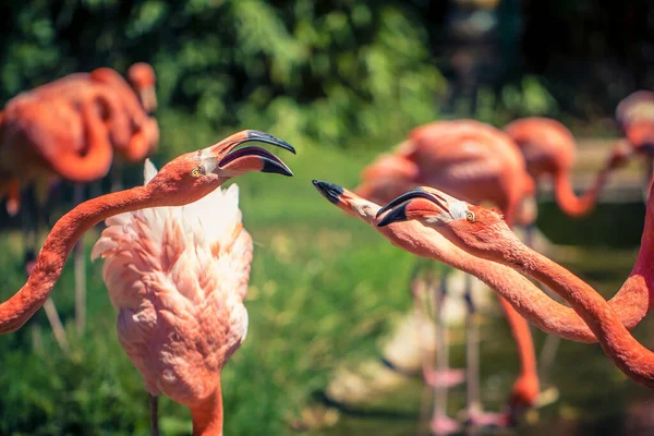 Egy Közeli Kép Egy Rózsaszín Flamingó Madarak Homályos Háttér — Stock Fotó