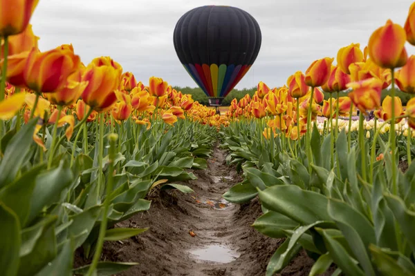 Mooie Tulpen Tuin — Stockfoto