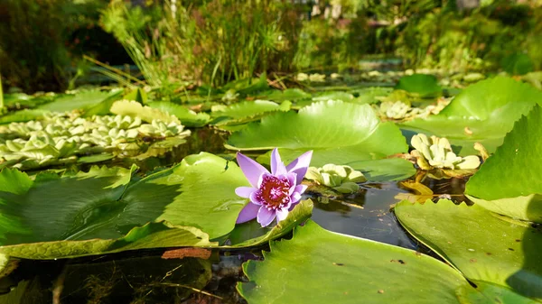Schöne Lotusblume Teich — Stockfoto
