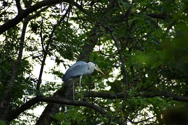Ein Vogel Sitzt Auf Einem Baum Park — Stockfoto