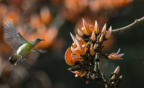 Beautiful Bird Nature — Stock Photo, Image