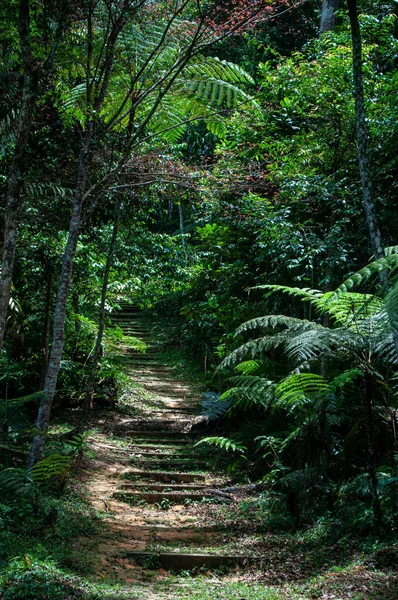 Зеленый Лес Джунглях — стоковое фото