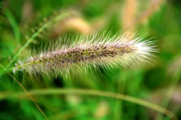 Piękne Botaniczne Ujęcie Naturalna Tapeta — Zdjęcie stockowe