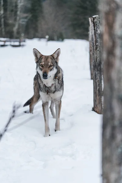 Собака Снігу — стокове фото