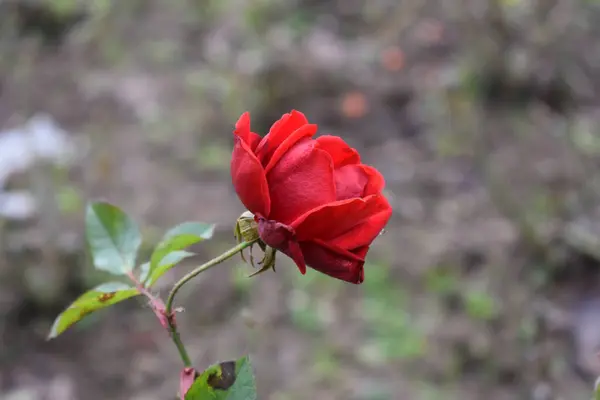 Κόκκινο Τριαντάφυλλο Στον Κήπο — Φωτογραφία Αρχείου