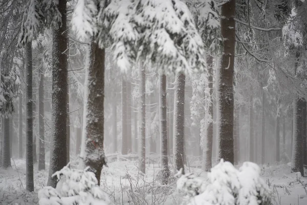 Winterwald Mit Schneebedeckten Bäumen — Stockfoto