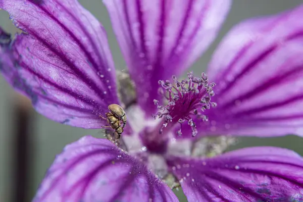 Belle Fleur Violette Dans Jardin — Photo