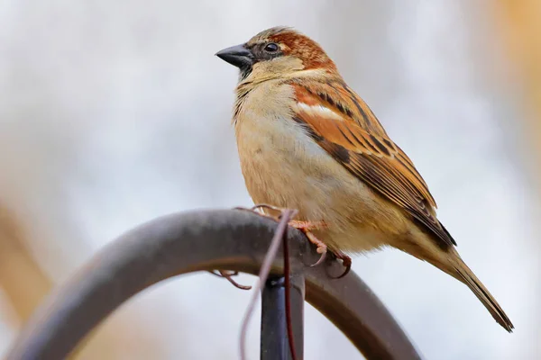 Oiseau Sur Une Branche — Photo