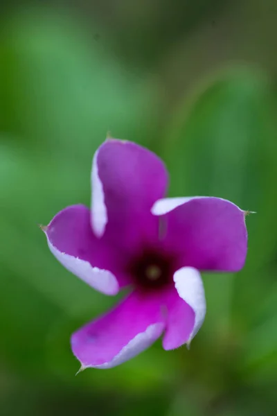 Belle Fleur Rose Dans Jardin — Photo