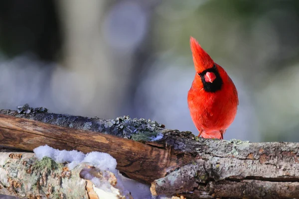 Prachtig Shot Van Jonge Vogel Natuurlijke Habitat — Stockfoto