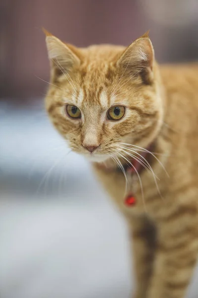 Gato Bonito Com Olhos Vermelhos — Fotografia de Stock