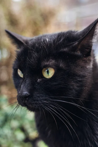 Yeşil Gözlü Siyah Beyaz Kedi — Stok fotoğraf