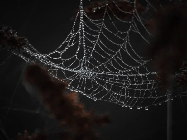 Spinnennetz Mit Tautropfen Fenster — Stockfoto