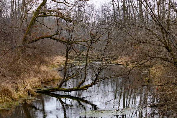 Belle Vue Sur Rivière Dans Forêt — Photo