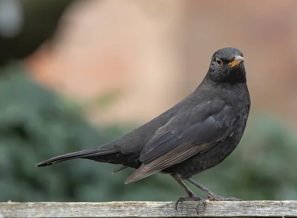 Belle Photo Jeune Oiseau Dans Habitat Naturel — Photo