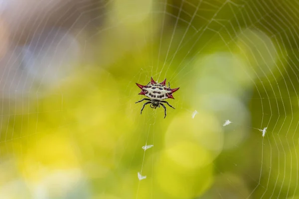 草上有露珠的蜘蛛网 — 图库照片
