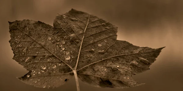 Dedaunan Musim Gugur Pada Latar Belakang Hitam — Stok Foto