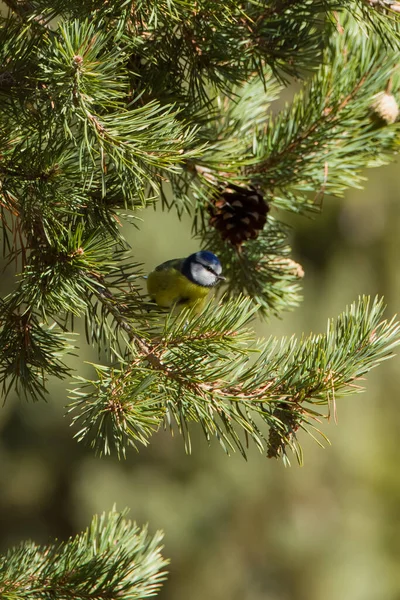 Malý Ptáček Sedí Větvi Stromu — Stock fotografie