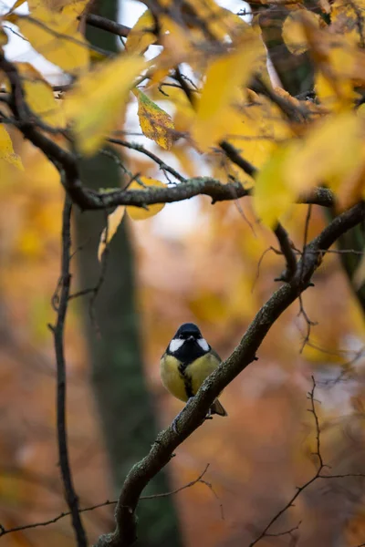 Oiseau Sur Une Branche Arbre — Photo