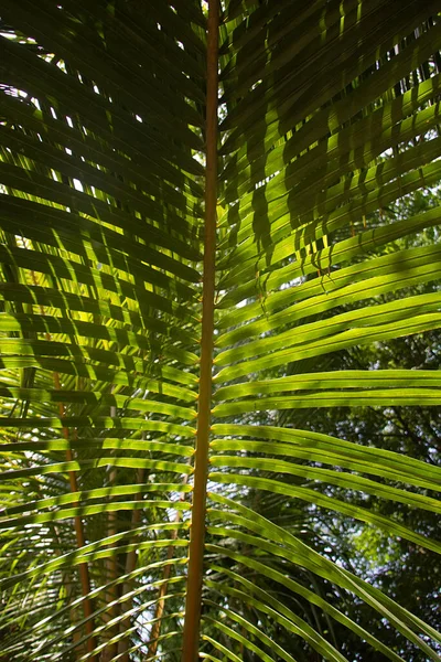 Groene Bladeren Van Palmbomen — Stockfoto