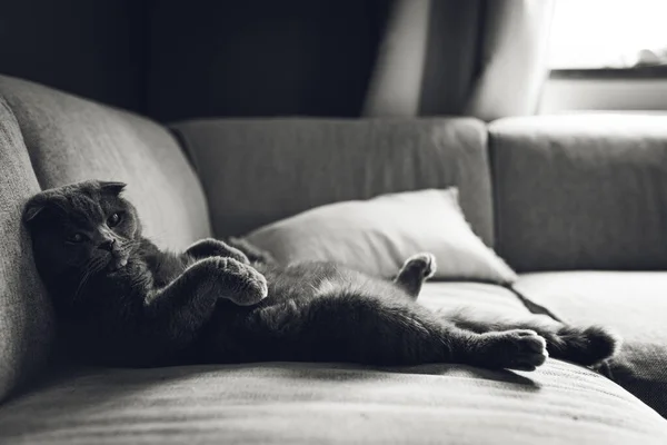 Gato Deitado Sofá Casa — Fotografia de Stock
