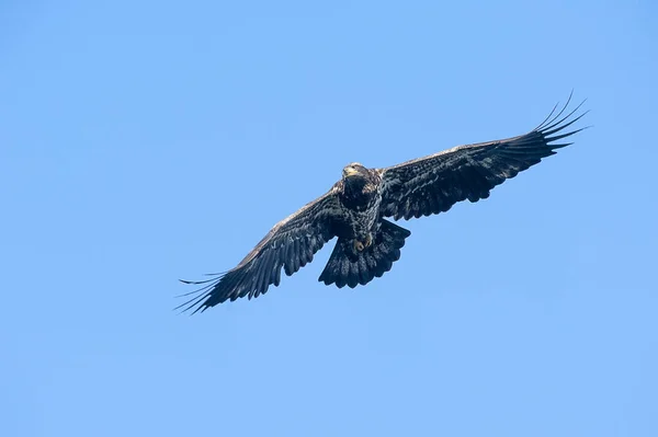 Ein Weißkopfseeadler Fliegt Den Himmel — Stockfoto