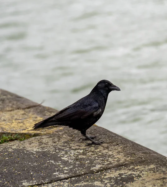 Corvo Senta Uma Cerca Pedra — Fotografia de Stock