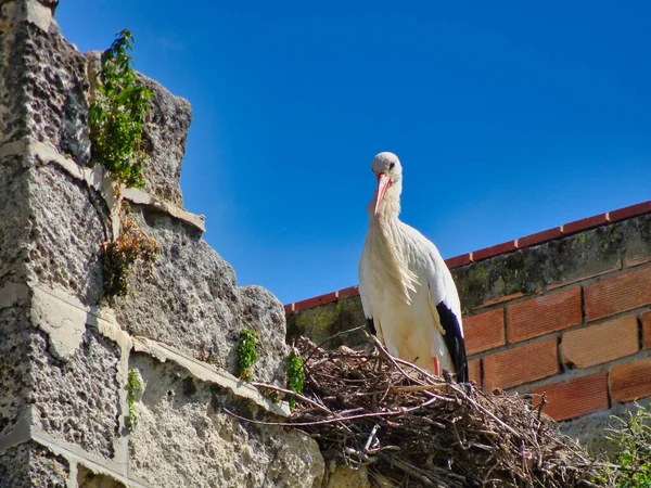 Festői Kilátás Gyönyörű Madár Természetben — Stock Fotó