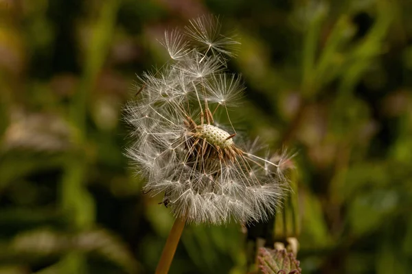 Paardenbloem Zaden Een Groene Achtergrond — Stockfoto