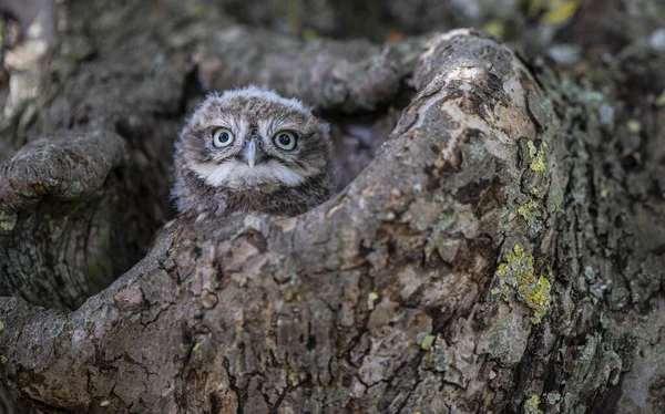 Chouette Dans Forêt — Photo