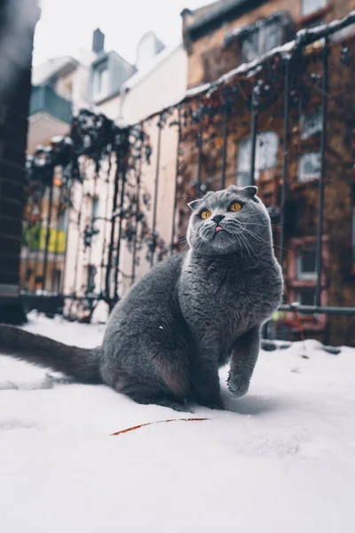 雪地里的猫 — 图库照片