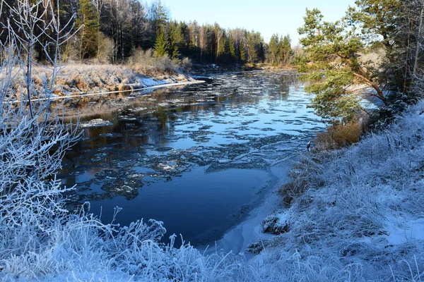 Flod Skogen — Stockfoto