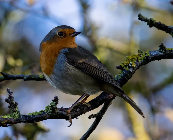 Pájaro Una Rama — Foto de Stock