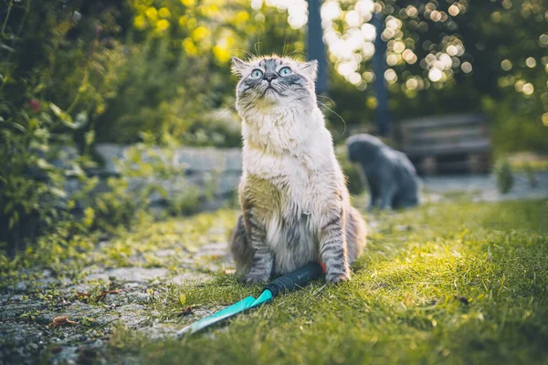 Chat Mignon Dans Jardin — Photo