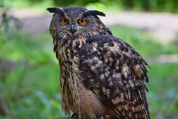 Close Black Owl — стоковое фото