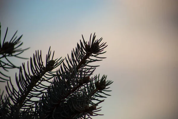 Branches Pins Dans Forêt — Photo