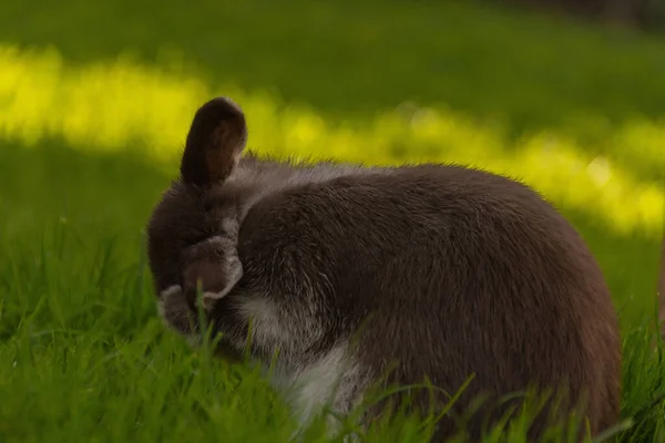 Кролик Траве — стоковое фото